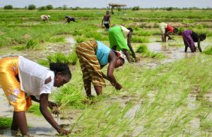 La BAD débloque 99 millions de dollars pour le développement rizicole en Afrique de l’Ouest
