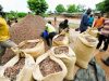 Côte d’Ivoire : le déficit de pluie inquiète les producteurs de cacao