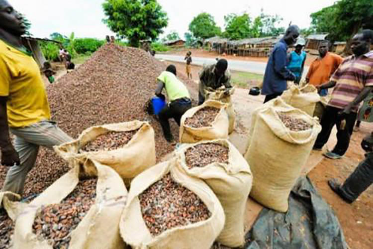 Côte d’Ivoire : le déficit de pluie inquiète les producteurs de cacao