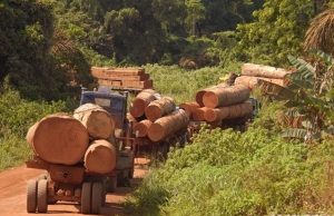 Afrique centrale : la CEA ouvre à Yaoundé un chantier pour transformer localement la filière bois